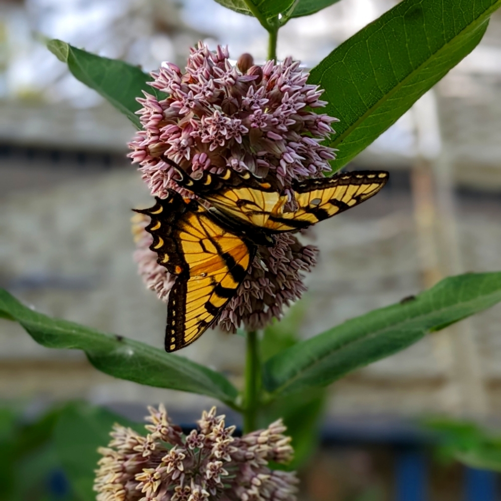 Meet your Posher, Shelly
